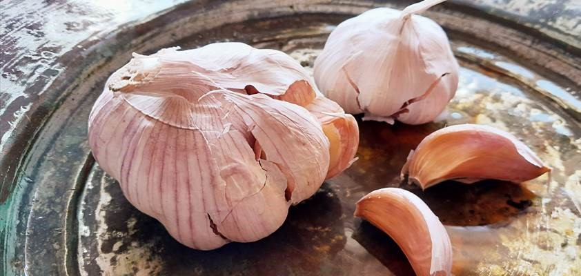 Talvivalkosipulin istukkaat 2024 Talvivalkosipulin istukkaat 2025