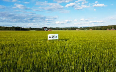 S.G. Niemisen edustama VANILLE mallasohralajike on tänä vuonna saavuttanut merkittävän roolin viljelijöiden keskuudessa.